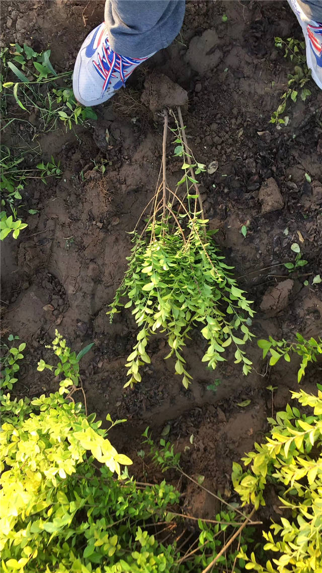 金葉女貞照片種植基地實拍