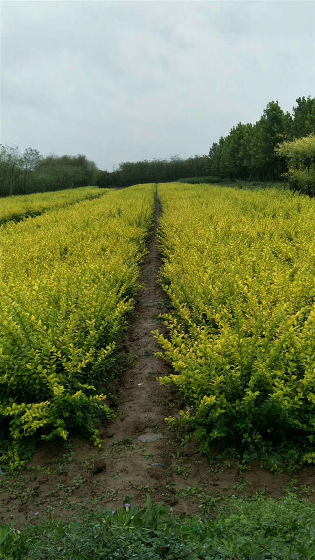 金葉女貞照片種植基地實拍
