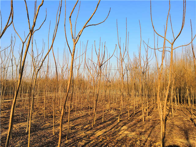 火炬樹照片種植基地實(shí)拍