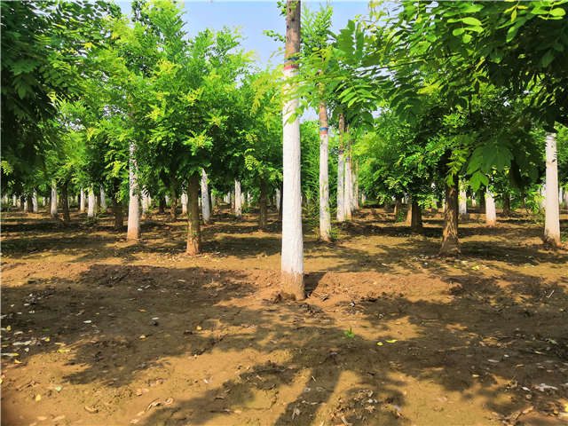 沭陽長景園林蝴蝶槐種植基地實(shí)拍圖片