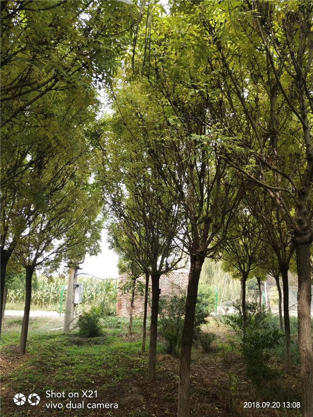 金枝白蠟照片種植基地實(shí)拍