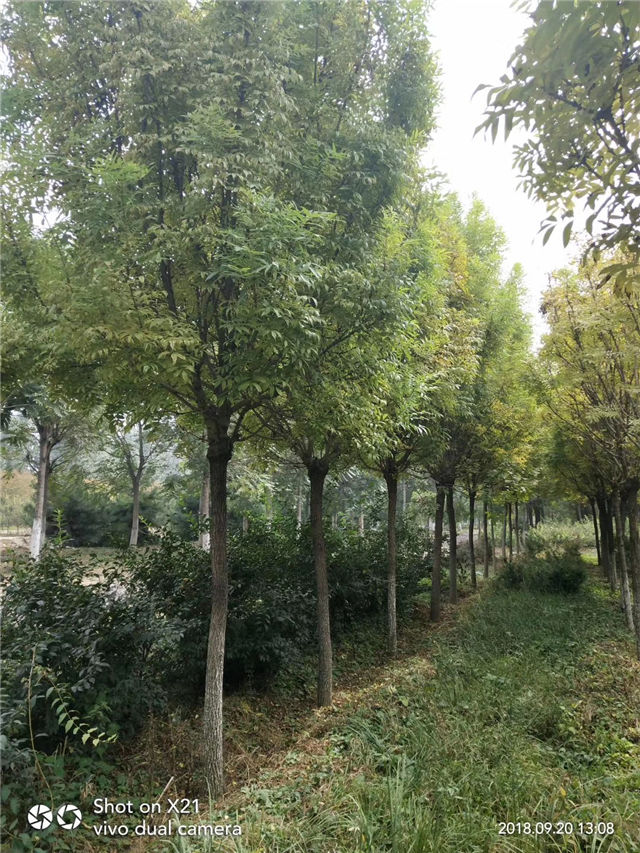 金枝白蠟照片種植基地實(shí)拍