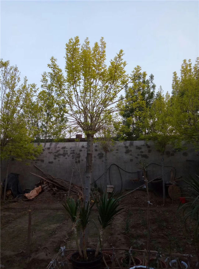 金枝白蠟照片種植基地實(shí)拍