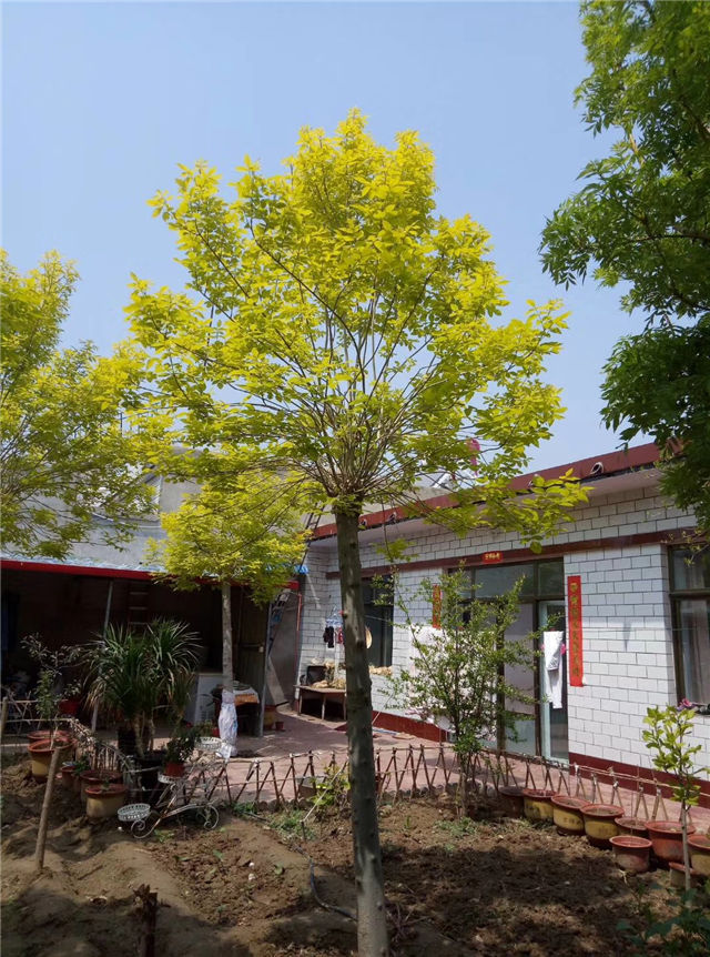 金枝白蠟照片種植基地實(shí)拍