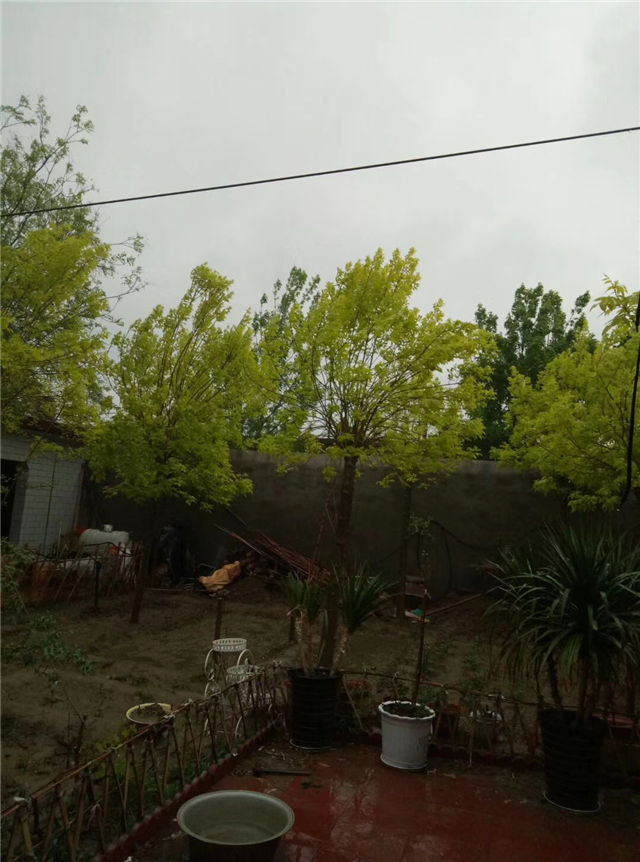 金枝白蠟照片種植基地實(shí)拍