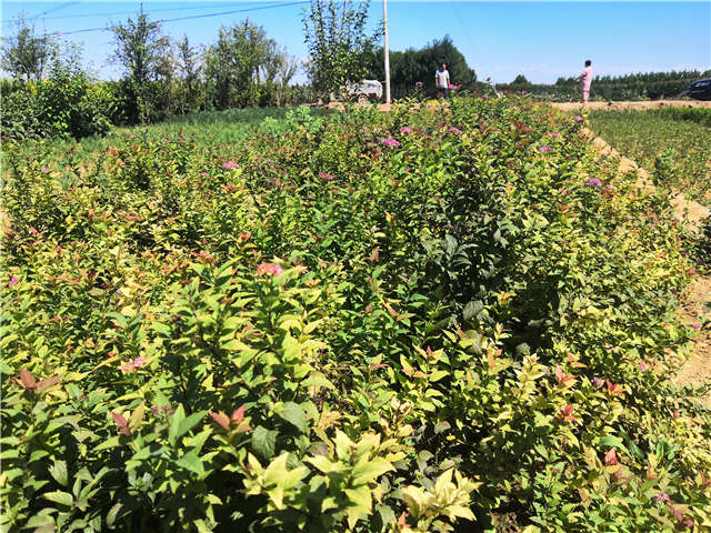 沭陽長景園林繡線菊種植基地實拍圖片