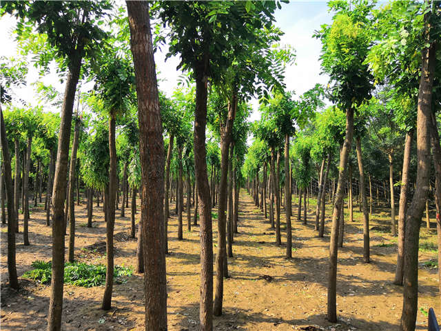 沭陽(yáng)長(zhǎng)景園林紅花刺槐種植基地實(shí)拍圖片