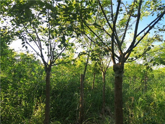 沭陽長景園林矮接金葉槐種植基地實(shí)拍圖片