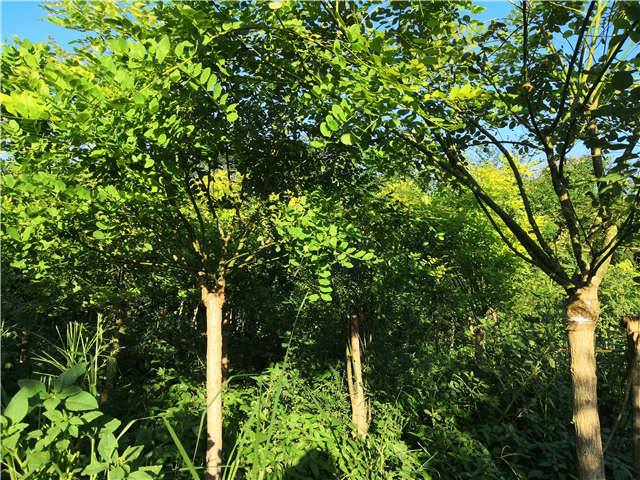 沭陽長景園林矮接金葉槐種植基地實(shí)拍圖片