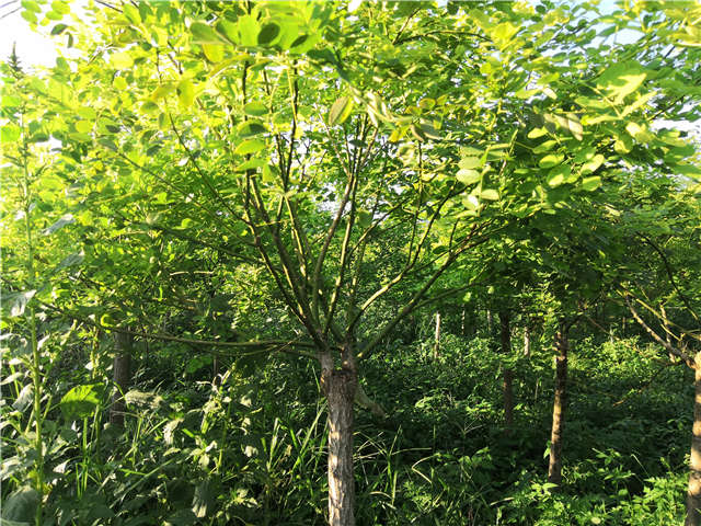 沭陽長景園林矮接金葉槐種植基地實(shí)拍圖片