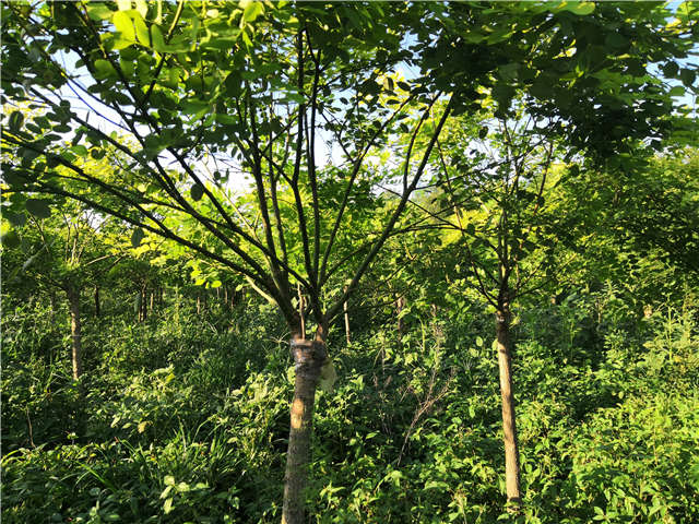 沭陽長景園林矮接金葉槐種植基地實(shí)拍圖片
