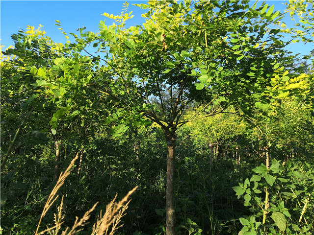 沭陽長景園林矮接金葉槐種植基地實(shí)拍圖片