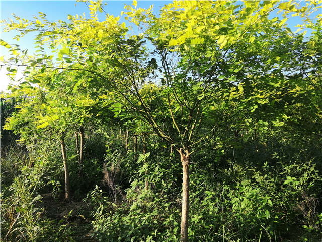 沭陽長景園林矮接金葉槐種植基地實(shí)拍圖片