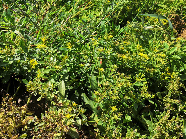 沭陽長景園林德國景天種植基地實拍圖片