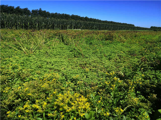 沭陽長景園林德國景天種植基地實拍圖片