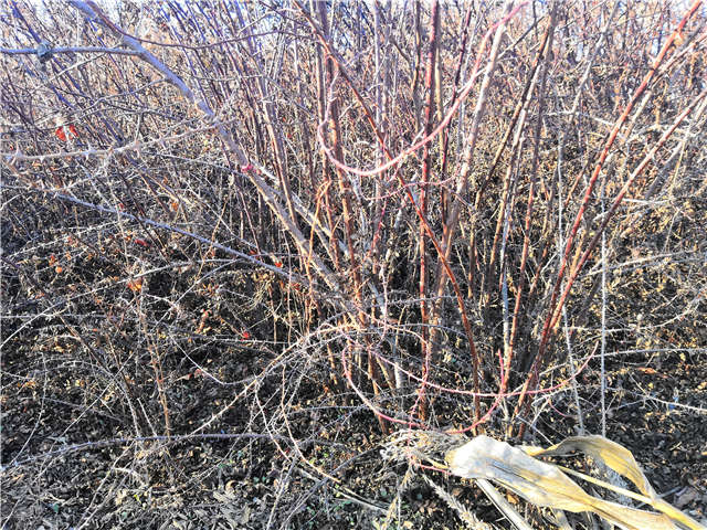 黃刺玫種植基地實拍