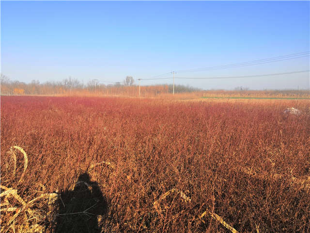 黃刺玫種植基地實拍