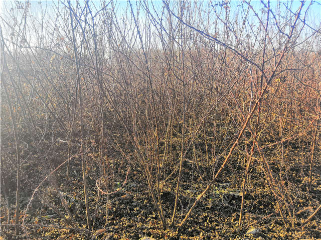 黃刺玫種植基地實拍