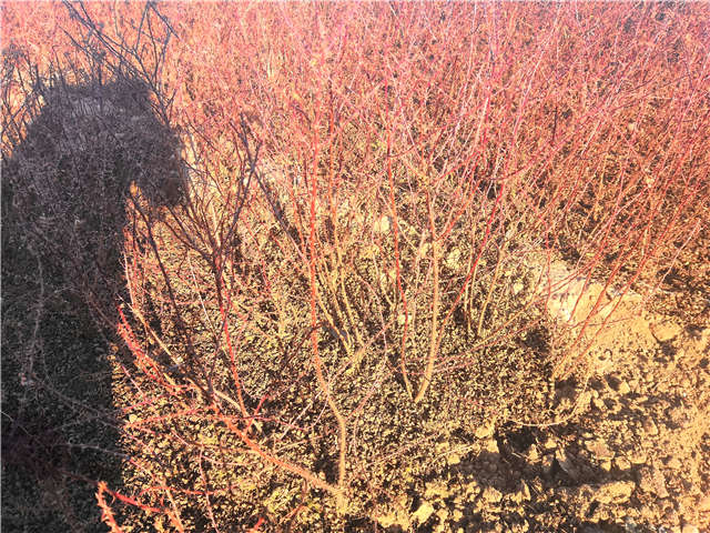 黃刺玫種植基地實拍