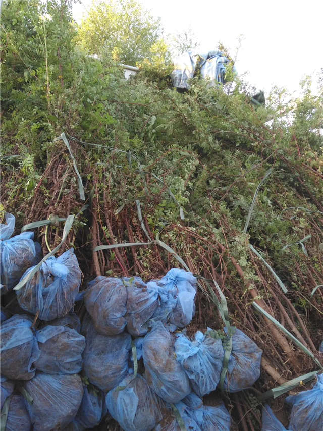 黃刺玫裝車現(xiàn)場實拍