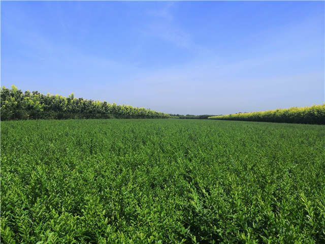 沭陽長景園林水蠟種植基地實(shí)拍圖片