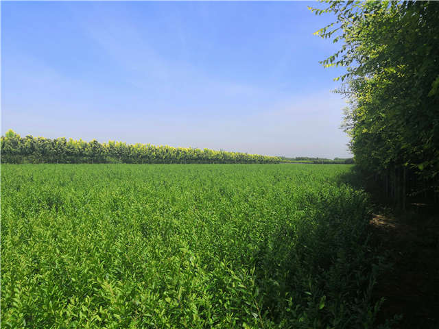 沭陽長景園林水蠟種植基地實(shí)拍圖片