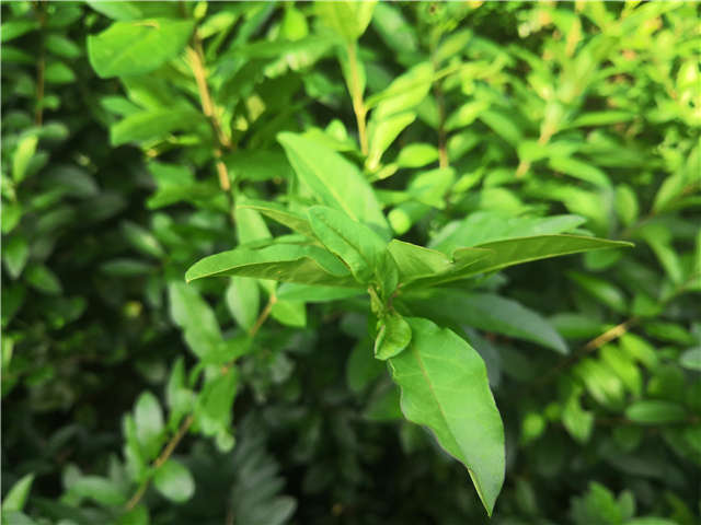 沭陽長景園林水蠟種植基地實(shí)拍圖片