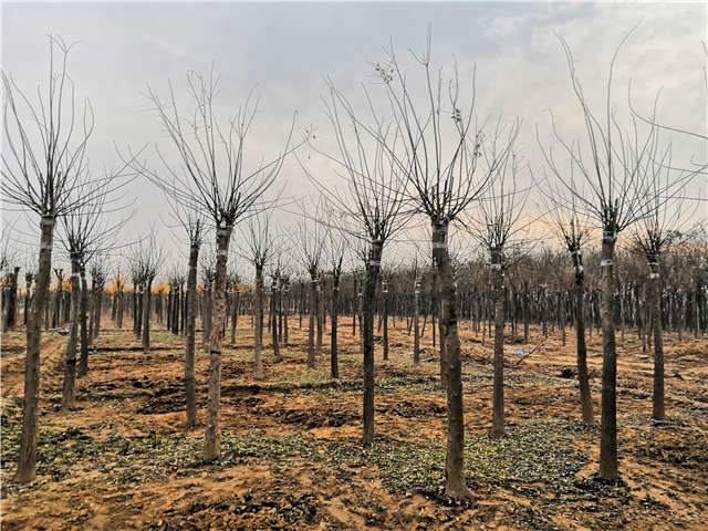 沭陽(yáng)長(zhǎng)景園林高接金葉槐種植基地實(shí)拍圖片