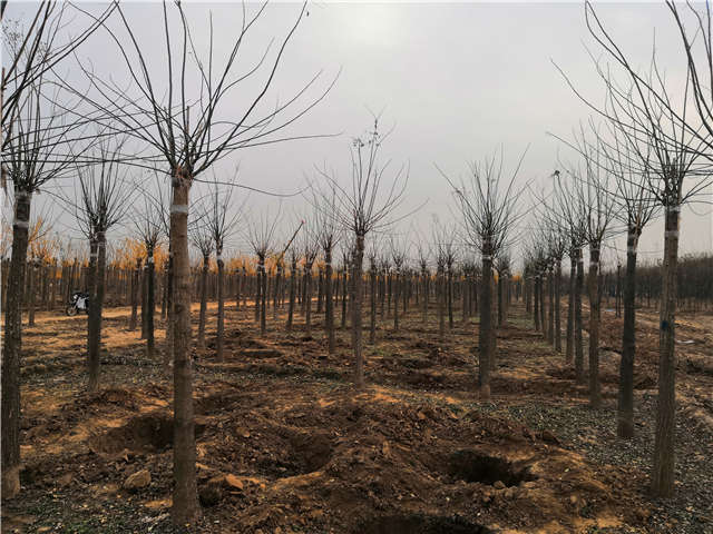 沭陽(yáng)長(zhǎng)景園林高接金葉槐種植基地實(shí)拍圖片