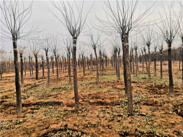 沭陽(yáng)長(zhǎng)景園林高接金葉槐種植基地實(shí)拍圖片