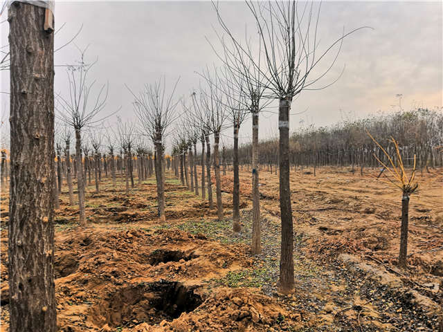 沭陽(yáng)長(zhǎng)景園林高接金葉槐種植基地實(shí)拍圖片