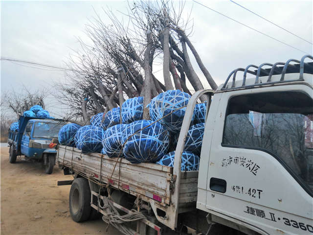 沭陽(yáng)長(zhǎng)景園林高接金葉槐種植基地實(shí)拍圖片