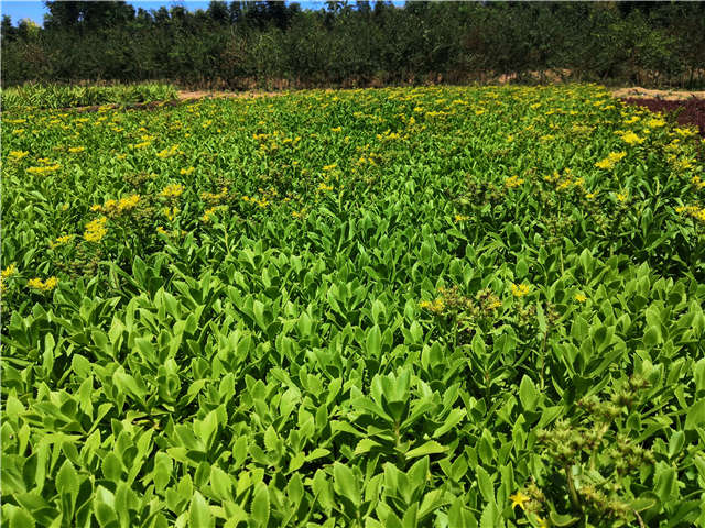 沭陽長景園林三七景天種植基地實拍圖片