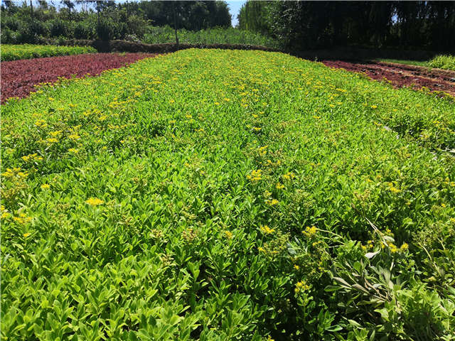 沭陽長景園林三七景天種植基地實拍圖片