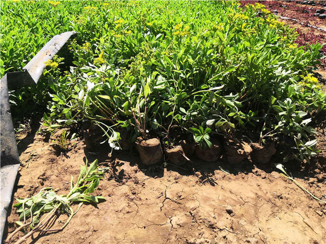 沭陽長景園林三七景天種植基地實拍圖片