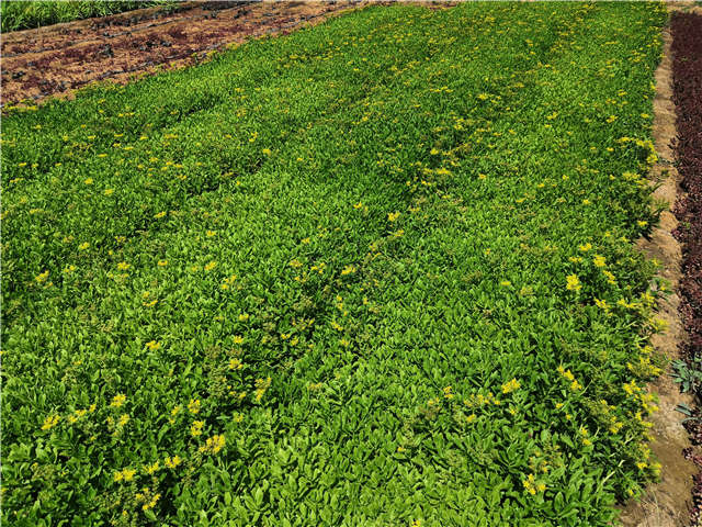沭陽長景園林三七景天種植基地實拍圖片