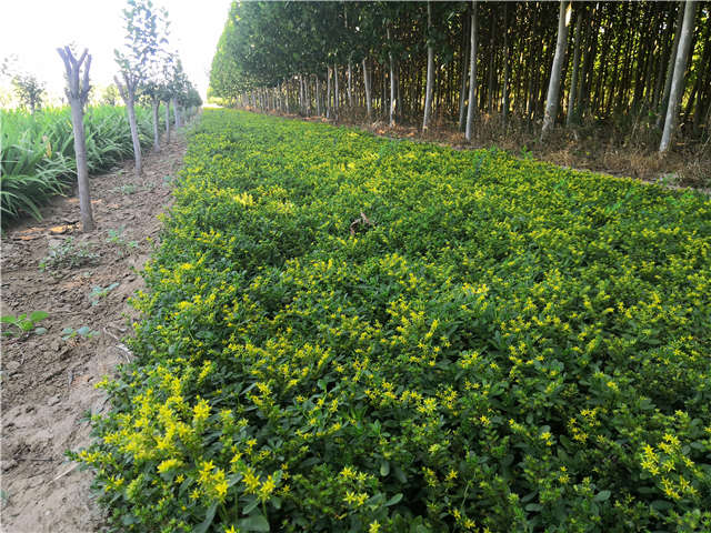 沭陽長景園林三七景天種植基地實拍圖片