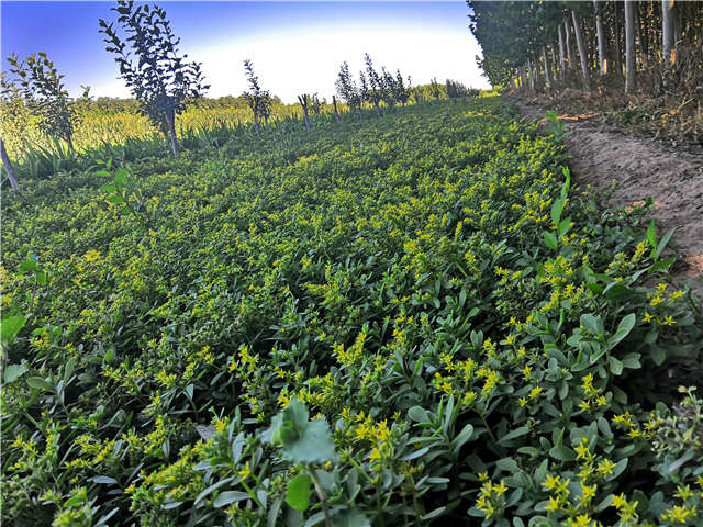 沭陽長景園林三七景天種植基地實拍圖片