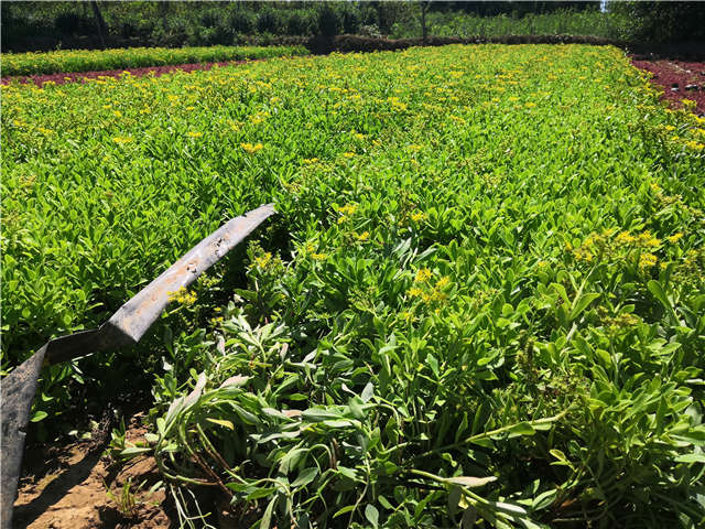沭陽長景園林三七景天種植基地實拍圖片