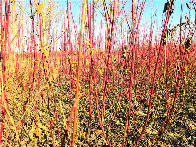 紅瑞木種植基地實(shí)拍