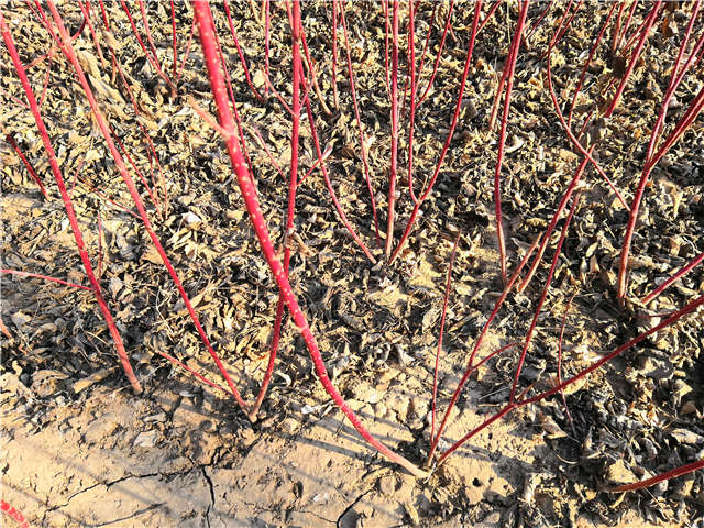 紅瑞木種植基地實(shí)拍