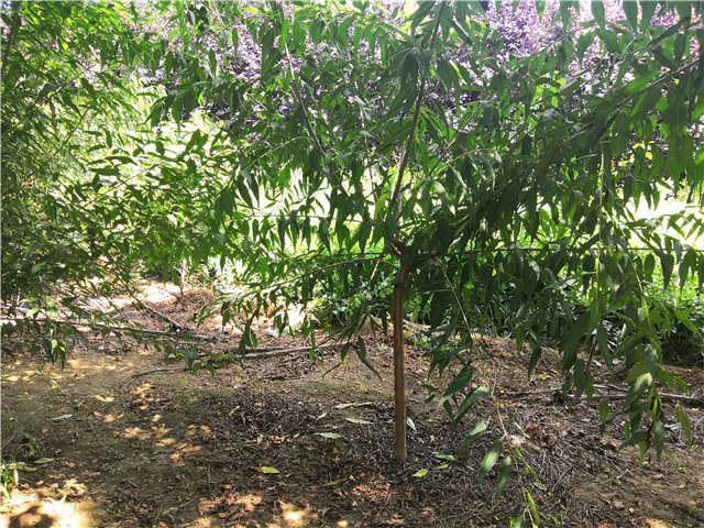 沭陽長景園林山桃種植基地實拍圖片