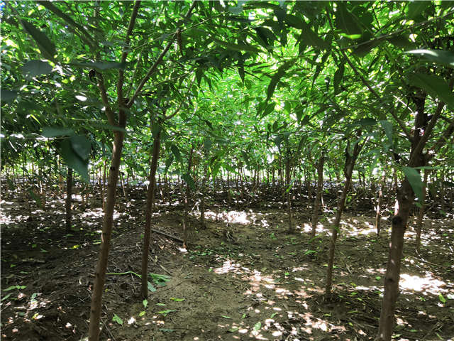 沭陽長景園林山桃種植基地實拍圖片