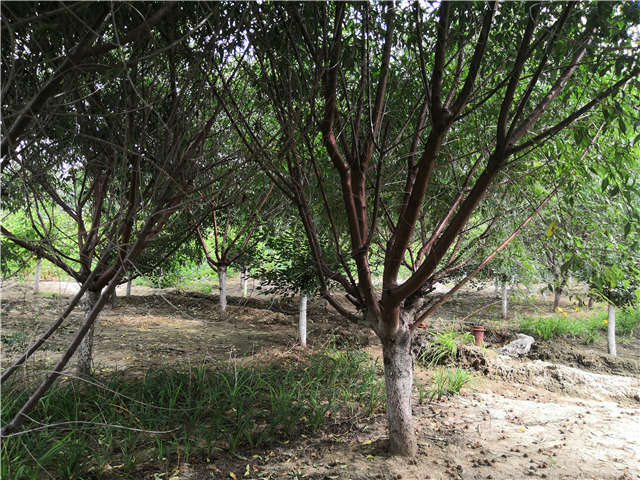 沭陽長景園林山桃種植基地實拍圖片