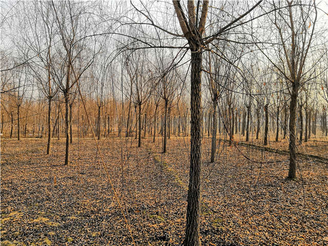 原生發(fā)冒垂柳基地實(shí)拍