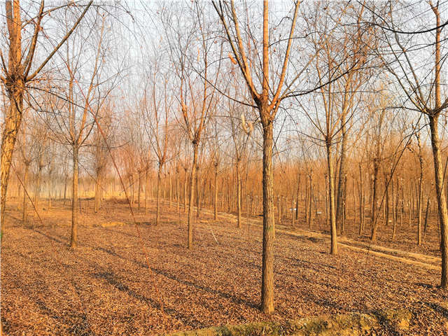 原生發(fā)冒垂柳基地實(shí)拍