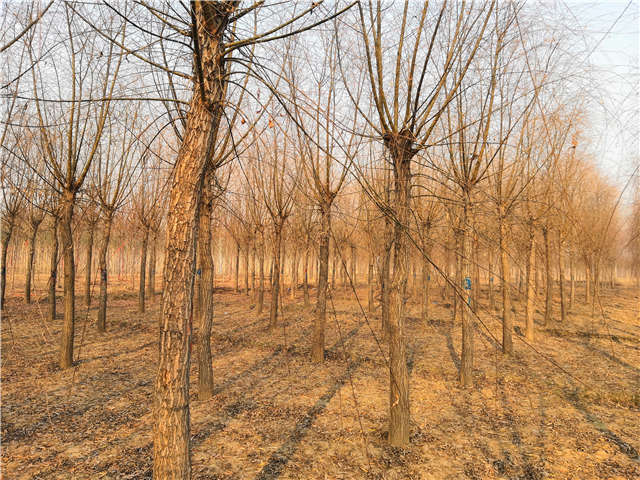 原生發(fā)冒垂柳基地實(shí)拍