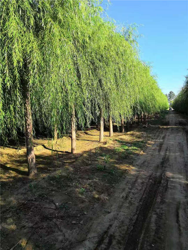嫁接垂柳基地實(shí)拍