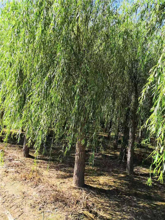 嫁接垂柳基地實(shí)拍