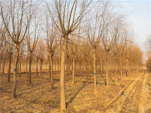 原生發(fā)冒垂柳基地實(shí)拍